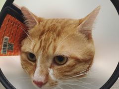 -艾吉宠物医院·疑难杂症转诊中心·猫友好(碧江路院)