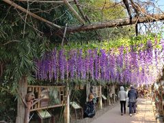 -呀路古热带植物园