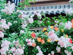 -诗经里