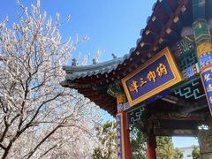 -桃花堤公园
