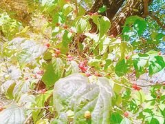 -大顶子山温泉旅游区