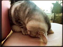 -这儿没有猫·猫咖萌宠馆·撸猫