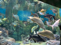 -上海海洋水族馆