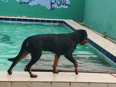 -趣玩宠物乐园寄养训犬训狗游泳池