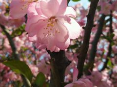 -桃花岛景观公园