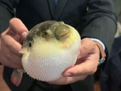 -肆月河豚·新淮扬(金融街店)