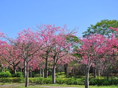 -风云岭森林公园