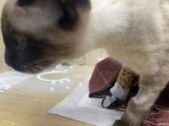 -北京观赏动物医院·24小时大型综合·猫专科·异宠专科