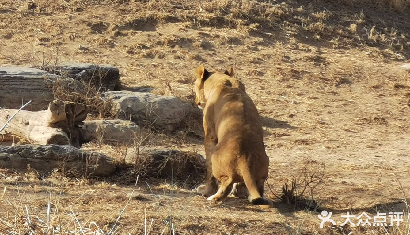 大兴野生动物园半日游