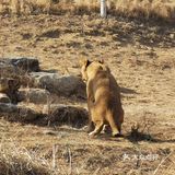 大兴野生动物园半日游