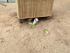 -三亚海棠湾万丽度假酒店