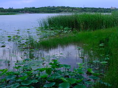 -南海子公园