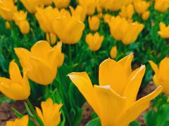 -郑州中国绿化博览园