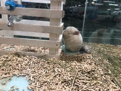-宠物世家(仲盛世界商城店)