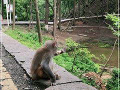 -黔灵山公园