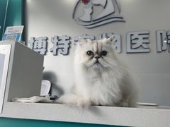 -博特宠物医院24h犬猫全科.骨科·异宠
