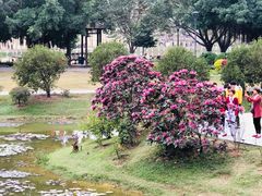 -东莞植物园