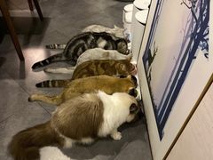 -咖法森林·咖啡  酒吧(天河店)