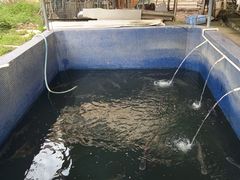 -鸿渡渔庄·特色鸭咀鱼