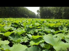 -合肥滨湖国家森林公园