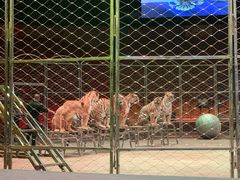 -俄罗斯国家大马戏团