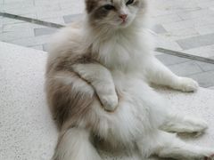 -飞行喵MR PILOT|猫舍·猫咖(静安大融城店)