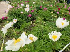 -长春公园(普阳街道)