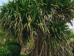 -三亚南山文化旅游区