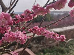 -无锡梅园公园