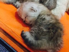 喵的天空-喵的天空名猫咖啡馆·撸猫·猫舍·用品