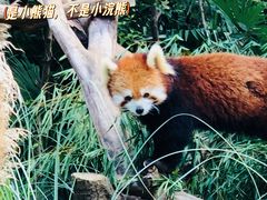 -红山森林动物园