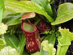 -中国科学院华南植物园