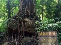 -莫里热带雨林景区