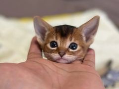 -猫十亿·布偶金渐层·曼基康矮脚猫舍(青年路店)