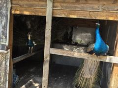 -长白岛森林公园