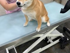 -暖阳宠物医院·犬猫康复中心·骨科