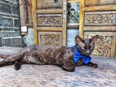 -喵屿·大理花园猫咖