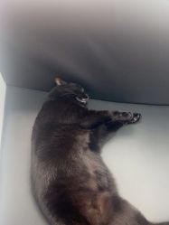 -飞梵造型