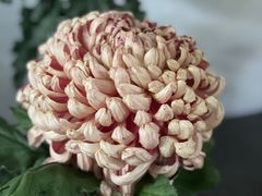 -杭州植物园