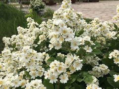 -济南国际园博园