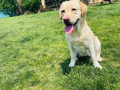 -趣玩宠物乐园寄养训犬训狗游泳池