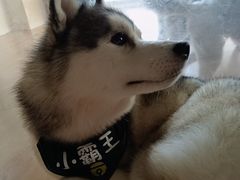 -Husky Go! 哈士奇体验馆·宠物咖啡厅狗咖