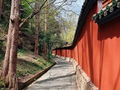 -天目山大树王景区