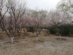 -永定河休闲森林公园