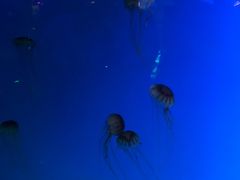 -芜湖新华联大白鲸海洋公园