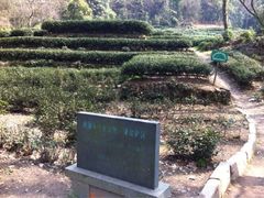 iphone_upload_pic-九溪烟树