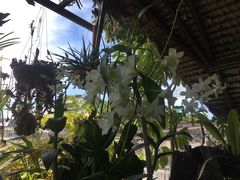 -自然餐厅(Phuket)