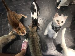 -猫色咖啡·猫咖
