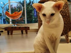 -飞行喵MR PILOT|猫舍·猫咖(静安大融城店)