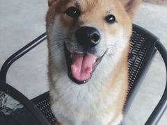 -柴犬高等学院·狗咖·柴犬售卖·宠物训练